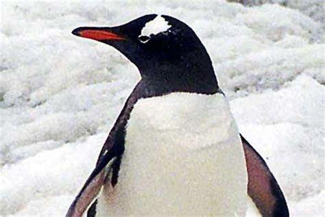 habitat penguin kaisar